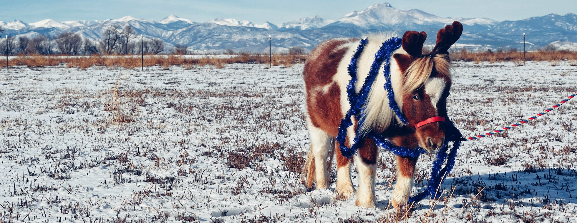 Holiday Cheer at the Ranch